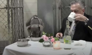 Illustration de l'article : Un vétérinaire trouve la solution parfaite pour aider une chienne de refuge, apeurée et traumatisée par son ancienne vie dans la rue, à se nourrir (vidéo)