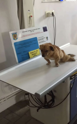 Illustration de l'article : Abandonné au bord de la route après avoir été renversé, un chien paralysé des pattes arrière est secouru et se rétablit alors que personne ne s’y attendait