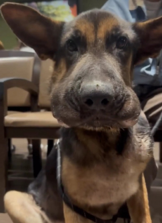 Illustration de l'article : Malgré un abcès à la tête et des maladies chroniques, ce chiot se bat pour sa vie et est en bonne voie de guérison (vidéo)