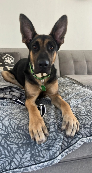 Illustration de l'article : Malgré un abcès à la tête et des maladies chroniques, ce chiot se bat pour sa vie et est en bonne voie de guérison (vidéo)