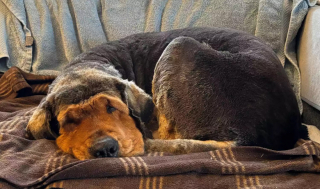 Illustration de l'article : Opérée pour lui retirer plus de 13 kilos de fourrure, d’urine et d’excréments, une femelle Mastiff Tibétain attend sa nouvelle famille (vidéo)