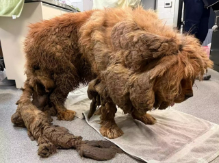 Illustration de l'article : Opérée pour lui retirer plus de 13 kilos de fourrure, d’urine et d’excréments, une femelle Mastiff Tibétain attend sa nouvelle famille (vidéo)