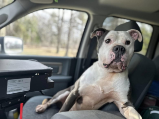 Illustration de l'article : Après un an d’attente, le plus ancien pensionnaire d’un refuge trouve enfin son foyer définitif (vidéo)