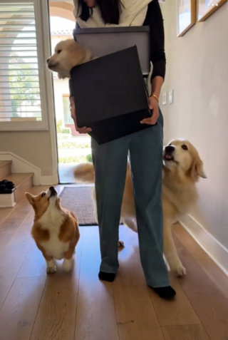 Illustration de l'article : Un chiot découvre sa nouvelle maison et les chiens du foyer lui font la fête (vidéo)