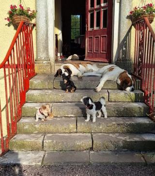 Illustration de l'article : Un chien volé sous les yeux de sa maîtresse mobilise toute la ville à sa recherche