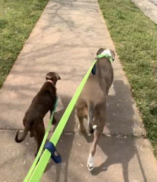 Illustration de l'article : Placé en famille d’accueil ce chiot fait tout comme son grand frère canin et c’est tout simplement adorable (vidéo)