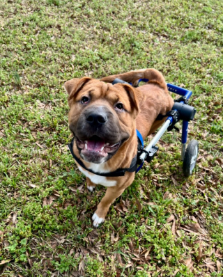 Illustration de l'article : Grâce à la formidable générosité d’une bienfaitrice, ce chiot maltraité et handicapé peut enfin espérer un avenir meilleur