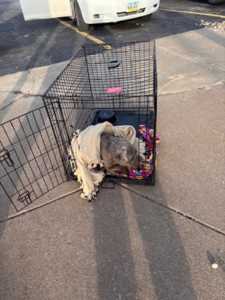 Illustration de l'article : Abandonnée dans une cage à l’ancienne adresse d’un refuge, cette chienne peut enfin profiter de l’amour d’une famille