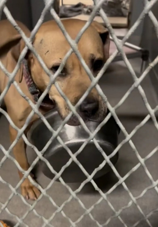 Illustration de l'article : Ce toutou de 7 ans, qui a passé plus de la moitié de sa vie au refuge, trouve du réconfort avec sa gamelle qu’il emmène partout (vidéo)