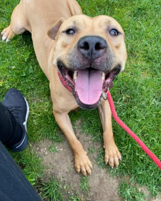 Illustration de l'article : Ce toutou de 7 ans, qui a passé plus de la moitié de sa vie au refuge, trouve du réconfort avec sa gamelle qu’il emmène partout (vidéo)