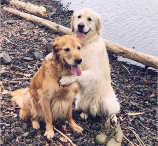 Illustration de l'article : 10 photos montrant tout l’amour des chiens pour leurs meilleurs amis