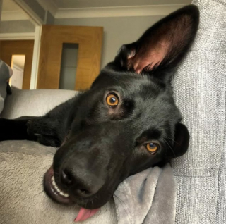 Illustration de l'article : 10 photos de chiens qui savent se prendre en selfie