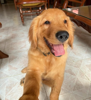 Illustration de l'article : 10 photos de chiens qui savent se prendre en selfie