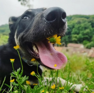 Illustration de l'article : 10 photos de chiens qui savent se prendre en selfie