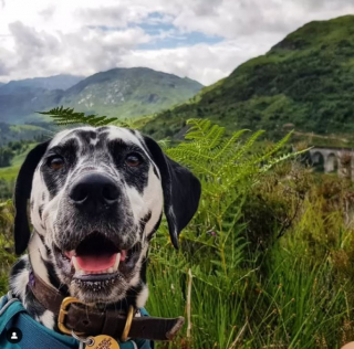 Illustration de l'article : 10 photos de chiens qui savent se prendre en selfie