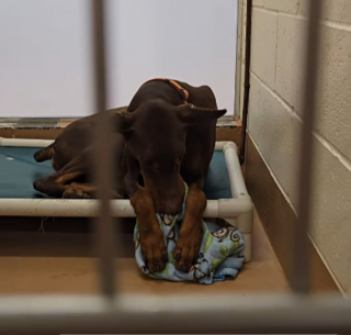 Illustration de l'article : Jugé trop bruyant par les voisins de son propriétaire, ce pauvre Doberman est abandonné dans un refuge avec pour seule amie, sa couverture (vidéo)