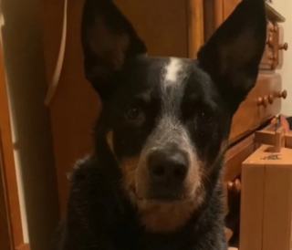 Illustration de l'article : Une chienne rencontre des chatons abandonnés et les adopte afin de les sauver (vidéo)