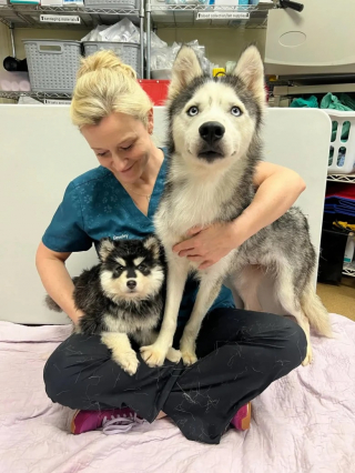Illustration de l'article : Cette chienne Husky refuse d’être séparée de son petit, même sur la table d’opération