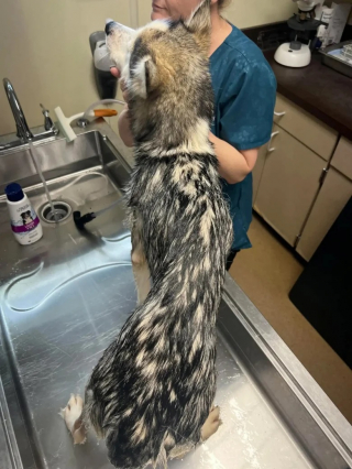 Illustration de l'article : Cette chienne Husky refuse d’être séparée de son petit, même sur la table d’opération