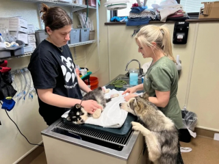 Illustration de l'article : Cette chienne Husky refuse d’être séparée de son petit, même sur la table d’opération