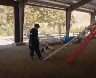 Illustration de l'article : Elle-m&ecirc;me sauv&eacute;e d&rsquo;un destin tragique, cette chienne porte d&eacute;sormais secours aux personnes ensevelies (vid&eacute;o)