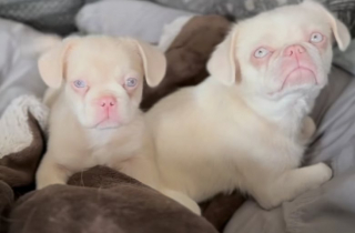Illustration de l'article : Sauvée d’une usine à chiots, cette boule de poils profite avec bonheur de sa nouvelle famille (vidéo)