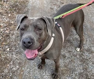 Illustration de l'article : Cette chienne de refuge a enfin trouvé sa famille après plus de 4 ans d’attente