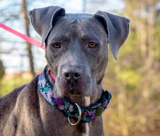 Illustration de l'article : Cette chienne de refuge a enfin trouvé sa famille après plus de 4 ans d’attente