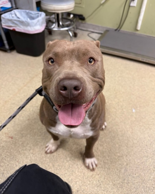 Illustration de l'article : Des bénévoles découvrent un chien attaché à un arbre et abandonné par sa famille