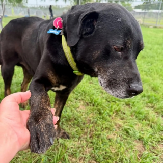 Illustration de l'article : Des sauveteurs découvrent un chien abandonné dans un parc et reconnaissent un vieil ami