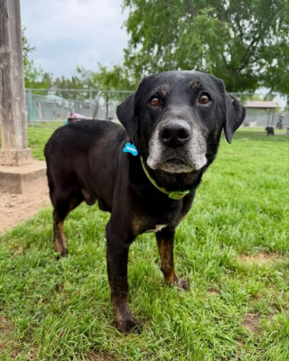 Illustration de l'article : Des sauveteurs découvrent un chien abandonné dans un parc et reconnaissent un vieil ami