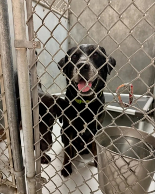 Illustration de l'article : Des sauveteurs découvrent un chien abandonné dans un parc et reconnaissent un vieil ami