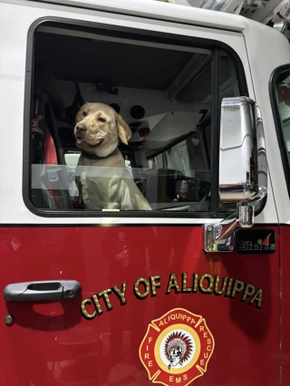 Illustration de l'article : 1 an après avoir rejoint une caserne de pompiers, ce chien adorable reçoit un bel hommage