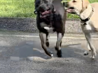 Illustration de l'article : Ce chien en famille d’accueil devient l’ami de tous les chiens du quartier (vidéo)