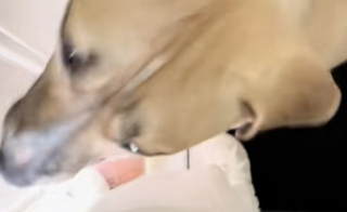 Illustration de l'article : Ce chien en famille d’accueil devient l’ami de tous les chiens du quartier (vidéo)