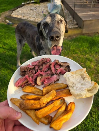 Illustration de l'article : Un restaurant prépare avec soin le dernier repas d’une chienne condamnée