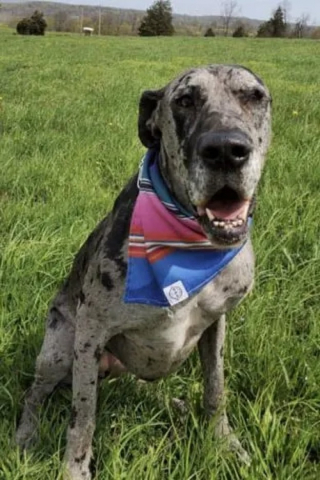 Illustration de l'article : Un restaurant prépare avec soin le dernier repas d’une chienne condamnée