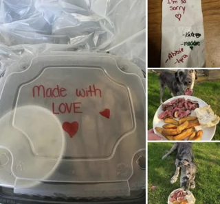 Illustration de l'article : Un restaurant prépare avec soin le dernier repas d’une chienne condamnée