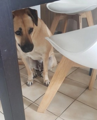 Illustration de l'article : 10 photos qui montrent que les chiens sont immunisés à l’ennui