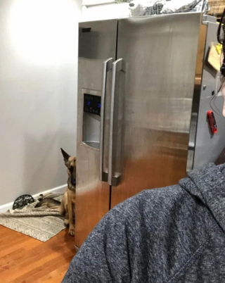 Illustration de l'article : 10 photos qui montrent que les chiens sont immunisés à l’ennui