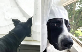 Illustration de l'article : 10 photos qui montrent que les chiens sont immunisés à l’ennui