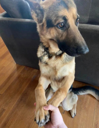 Illustration de l'article : 10 photos qui montrent que les chiens sont immunisés à l’ennui