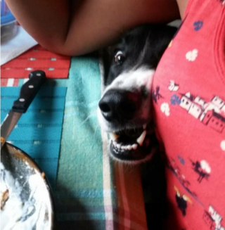 Illustration de l'article : 10 photos qui montrent que les chiens sont immunisés à l’ennui