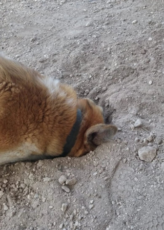 Illustration de l'article : 10 photos qui montrent que les chiens sont immunisés à l’ennui