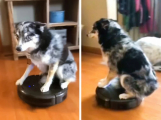 Illustration de l'article : 10 photos qui montrent que les chiens sont immunisés à l’ennui