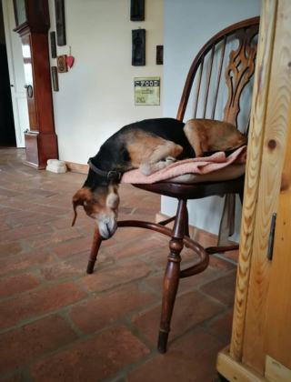 Illustration de l'article : 10 photos qui montrent que les chiens sont immunisés à l’ennui