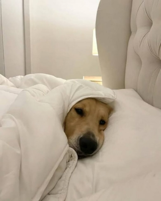 Illustration de l'article : 8 photos de chiens qui savent se faire de bons amis