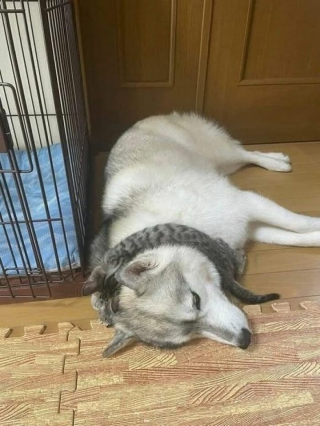 Illustration de l'article : 8 photos de chiens qui savent se faire de bons amis