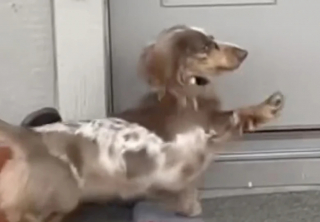 Illustration de l'article : Ce Teckel adorable a grandi avec un chat et se comporte comme lui (vidéo)