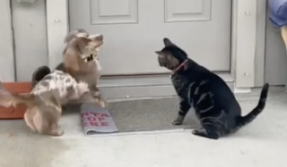 Illustration de l'article : Ce Teckel adorable a grandi avec un chat et se comporte comme lui (vidéo)